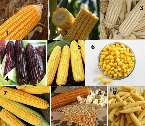 Diferencia entre el maíz dulce y el maíz