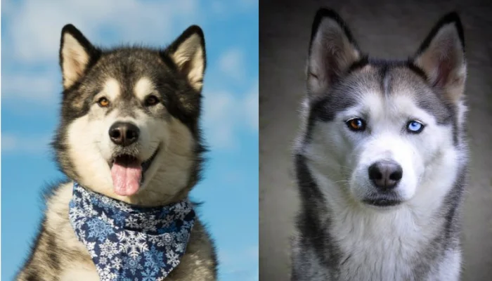 Diferencia entre el Malamute de Alaska y el Husky siberiano