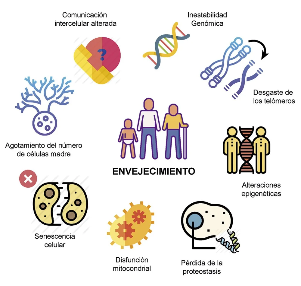 Diferencia entre envejecimiento y senescencia