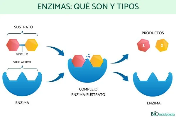 Diferencia entre enzima y proteína