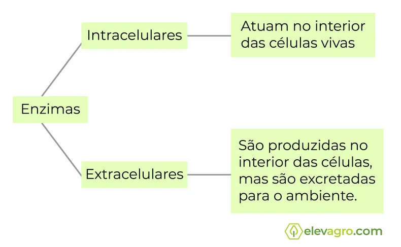 Diferencia entre enzimas intracelulares y extracelulares