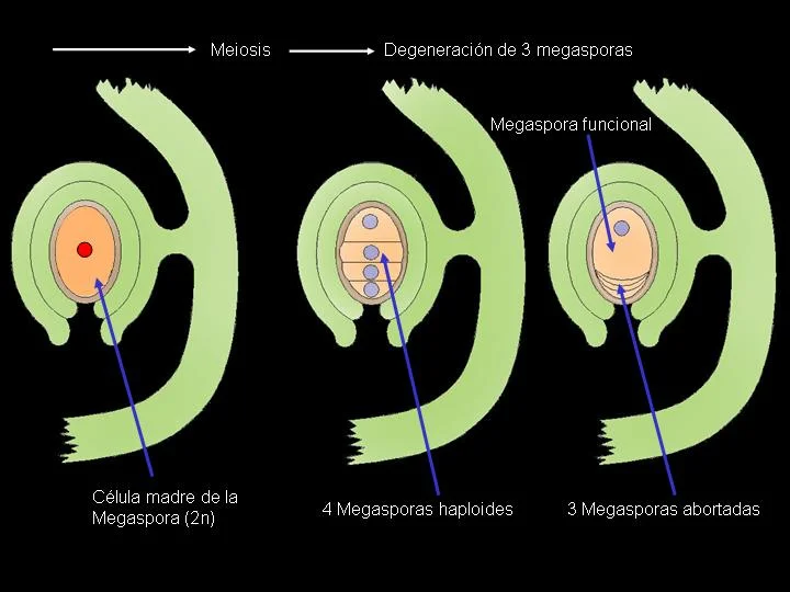 Diferencia entre gameto y gametofito