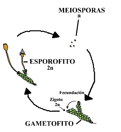 Diferencia entre gametofito y esporofito