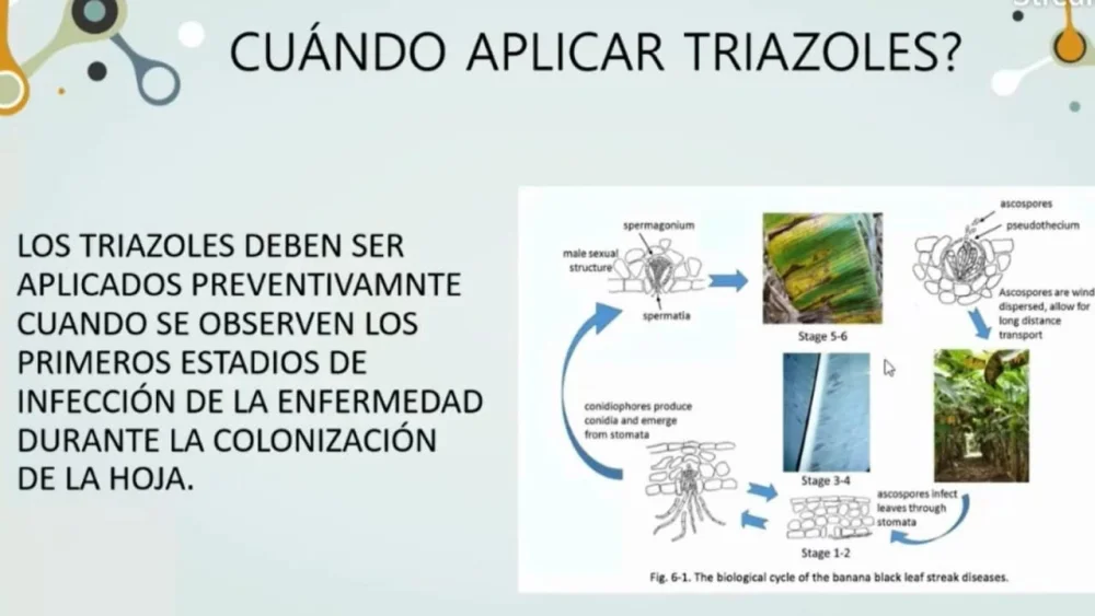 Diferencia entre imidazol y triazol
