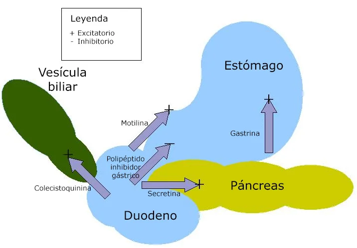 Diferencia entre la gastrina la secretina y la colecistoquinina