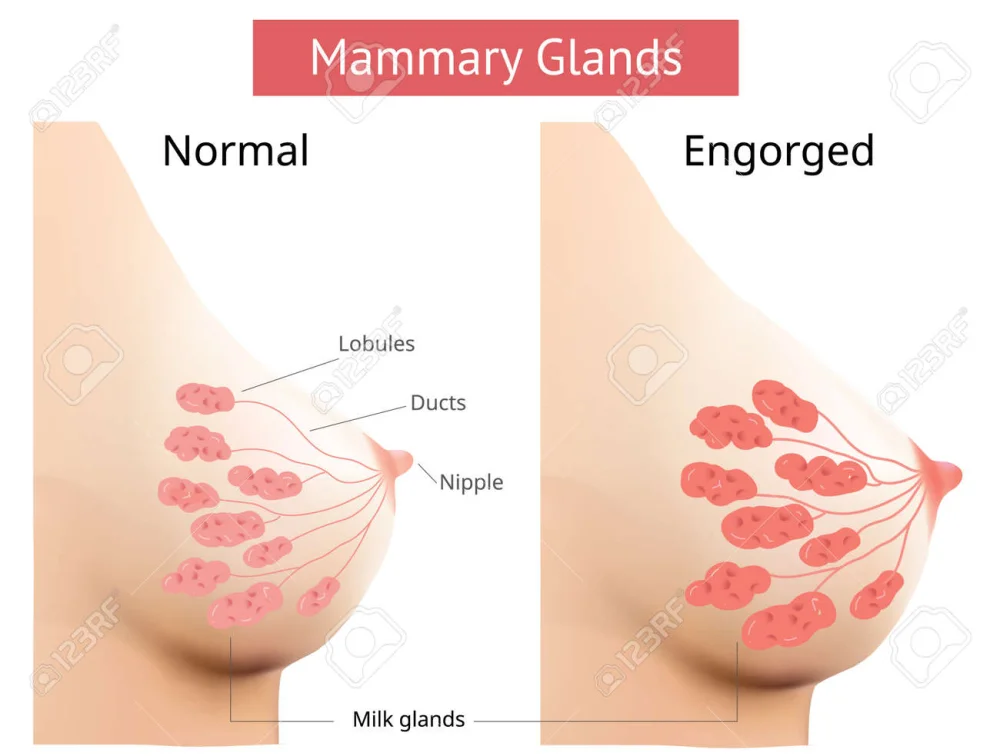 Diferencia entre la glándula mamaria lactante y la no lactante