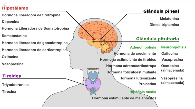 Diferencia entre la glándula pineal y la glándula pituitaria