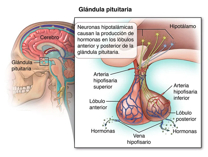 Diferencia entre la glándula pituitaria anterior y posterior