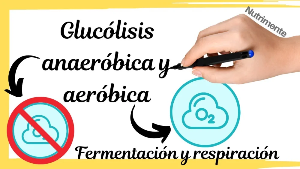 Diferencia entre la glucólisis aeróbica y anaeróbica