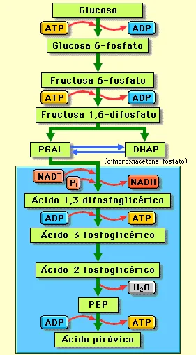 Diferencia entre la glucólisis citosólica y la cloroplástica