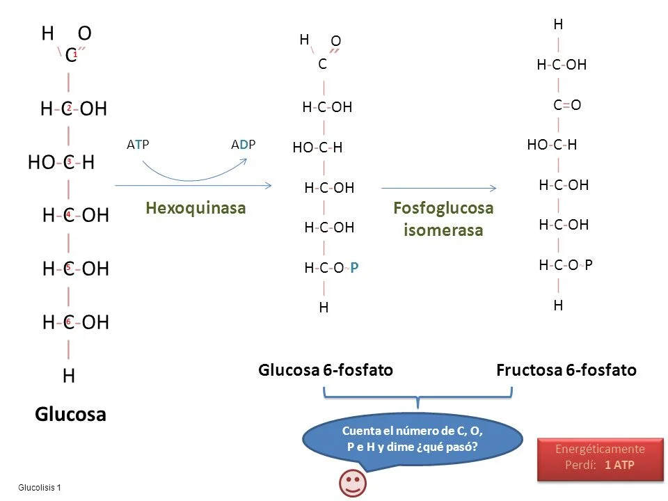 Diferencia entre la glucosa 6 fosfato y la fructosa 6 fosfato