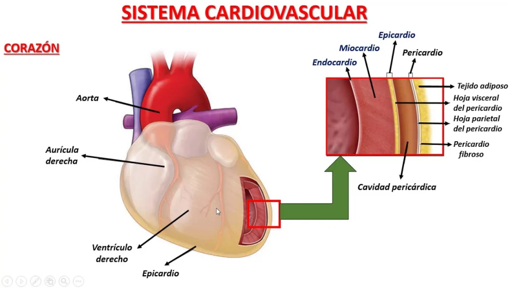 Diferencia entre miocardio y pericardio
