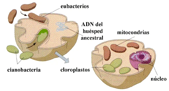 Diferencia entre mitocondrias y plástidos