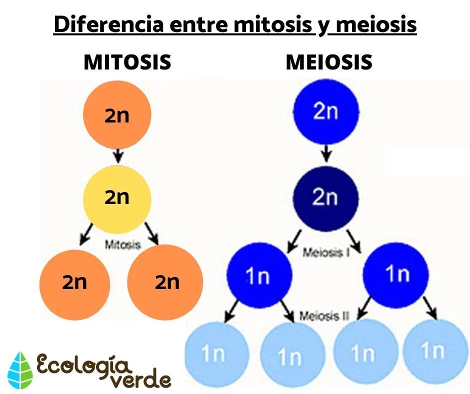 Diferencia entre mitosis y meiosis