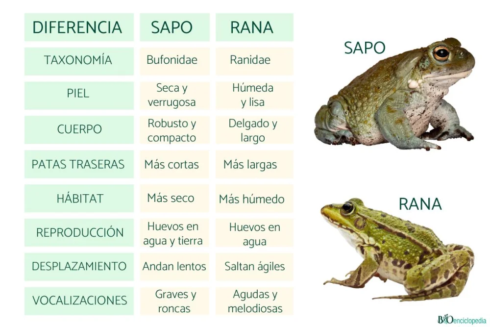 Diferencia entre rana y sapo
