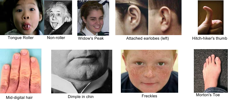Diferencia entre rasgos adquiridos y heredados