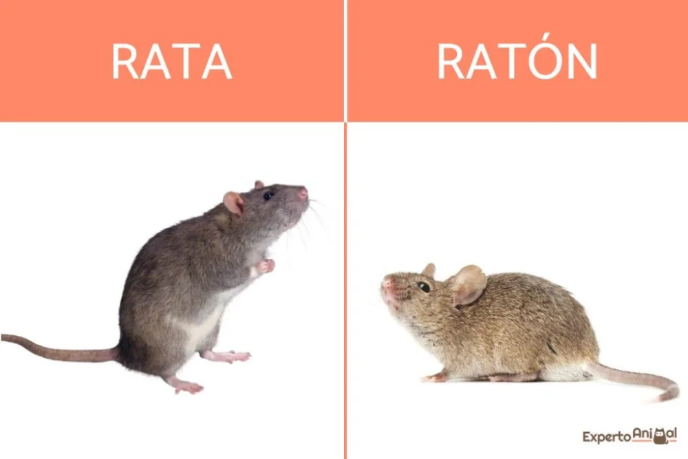 Diferencia entre rata y ratón