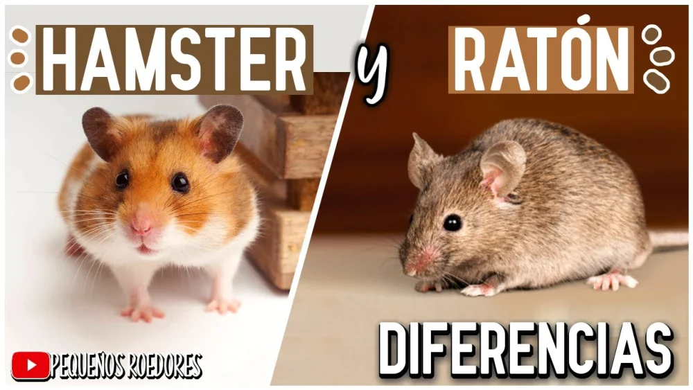 Diferencia entre ratones y hámsteres