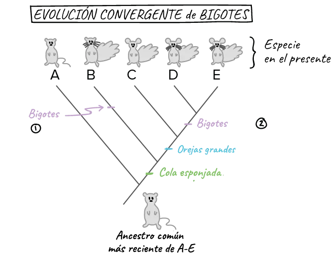 Diferencia entre una clave dicotómica y un árbol filogenético