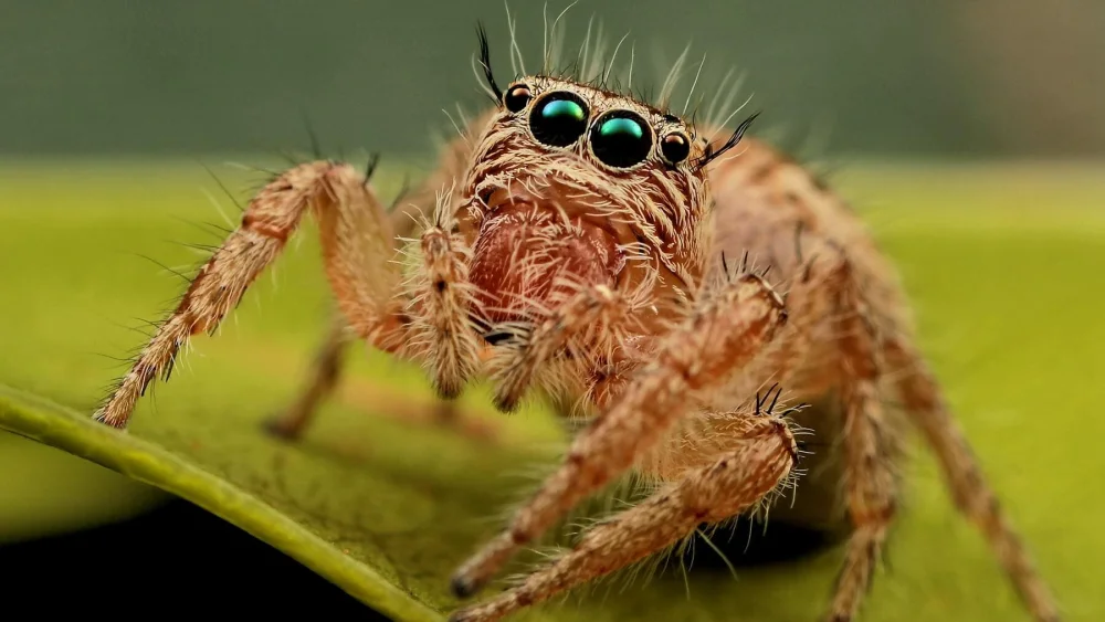 Cómo identificar una araña de tela en embudo Ciencia