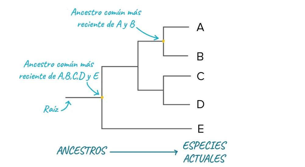Cómo leer un árbol filogenético Ciencia