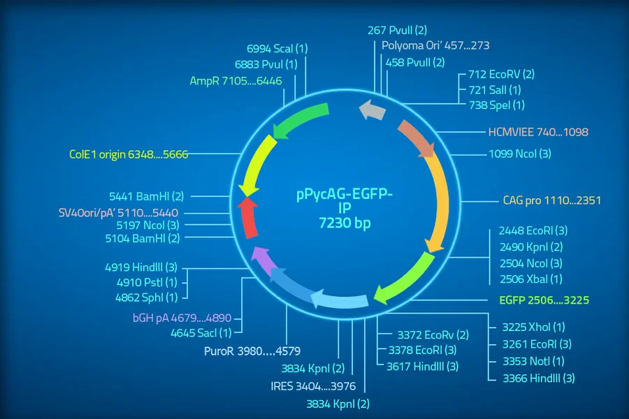 Cómo leer un mapa de plásmidos Ciencia