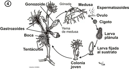 ¿Cuáles son las diferencias estructurales entre Obelia y las medusas?