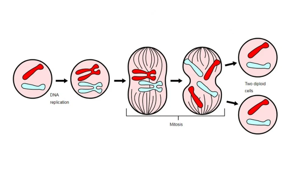 ¿Cuáles son las etapas de la mitosis?