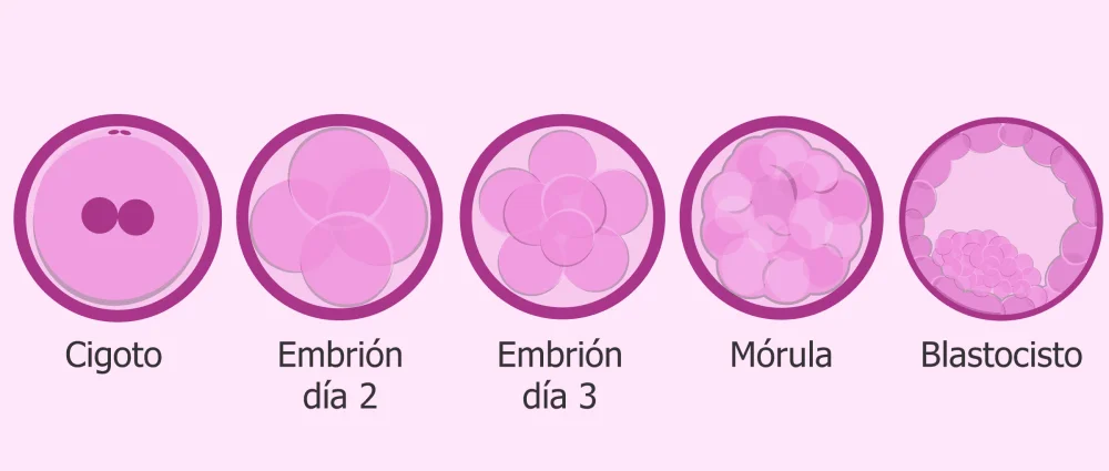 ¿Cuáles son las etapas del desarrollo embrionario?