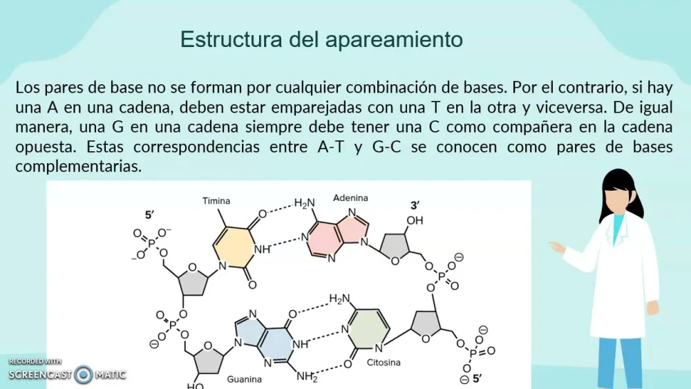 ¿Cuáles son las reglas de apareamiento de bases del ADN?