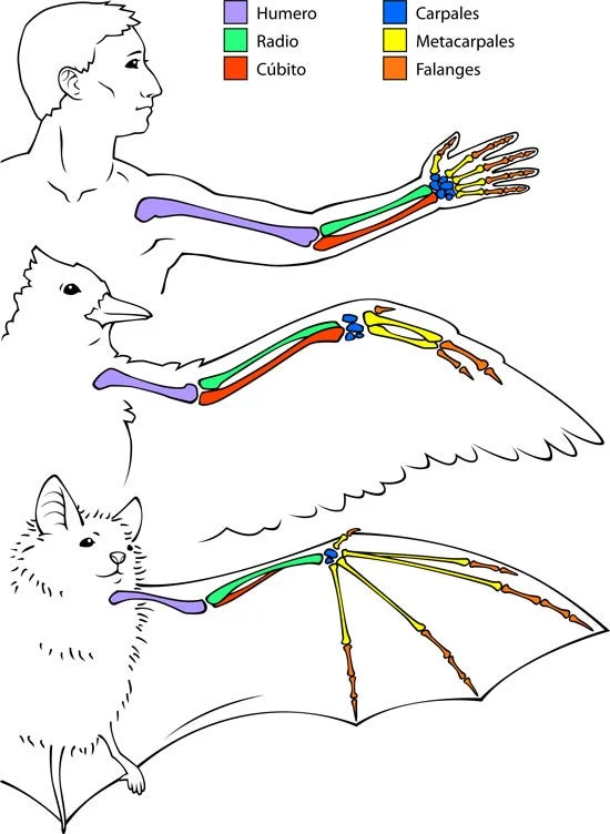¿Cuáles son las similitudes y diferencias entre los esqueletos humanos y animales?