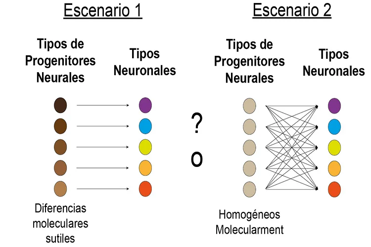 ¿Cuáles son las técnicas utilizadas en el rastreo de linaje celular?