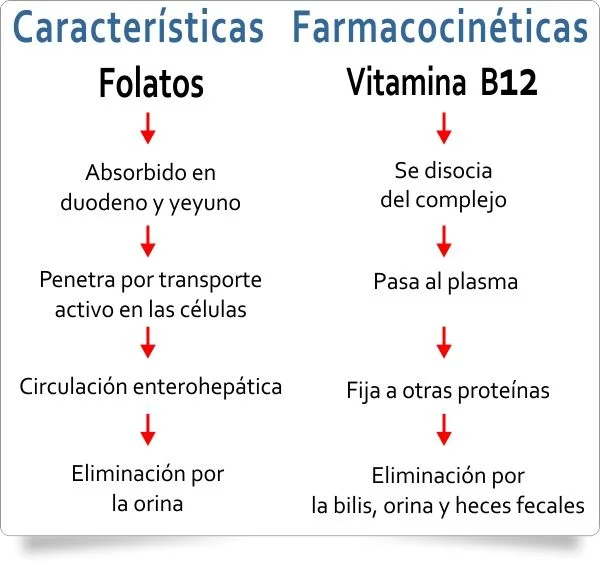 Diferencia entre anemia megaloblástica y perniciosa