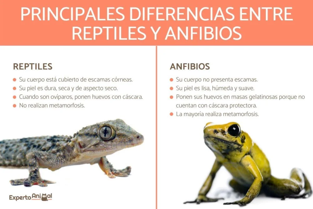 Diferencia entre anfibios y reptiles