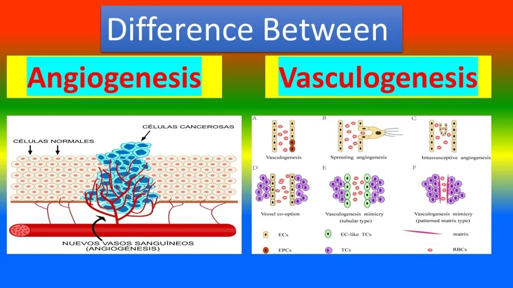 Diferencia entre angiogénesis y vasculogénesis