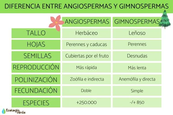 Diferencia entre angiospermas y gimnospermas