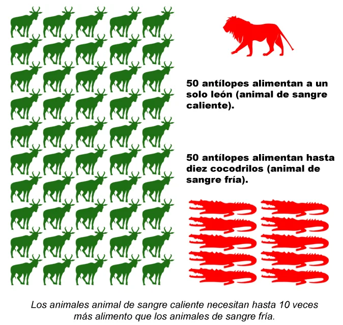 Diferencia entre animales de sangre fría y de sangre caliente