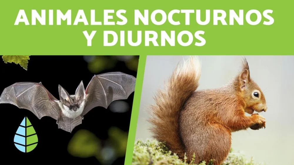 Diferencia entre animales nocturnos y diurnos