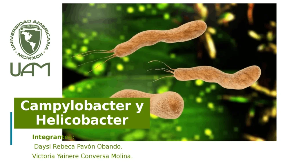 Diferencia entre Campylobacter y Helicobacter