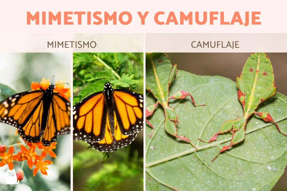 Diferencia entre camuflaje y mimetismo