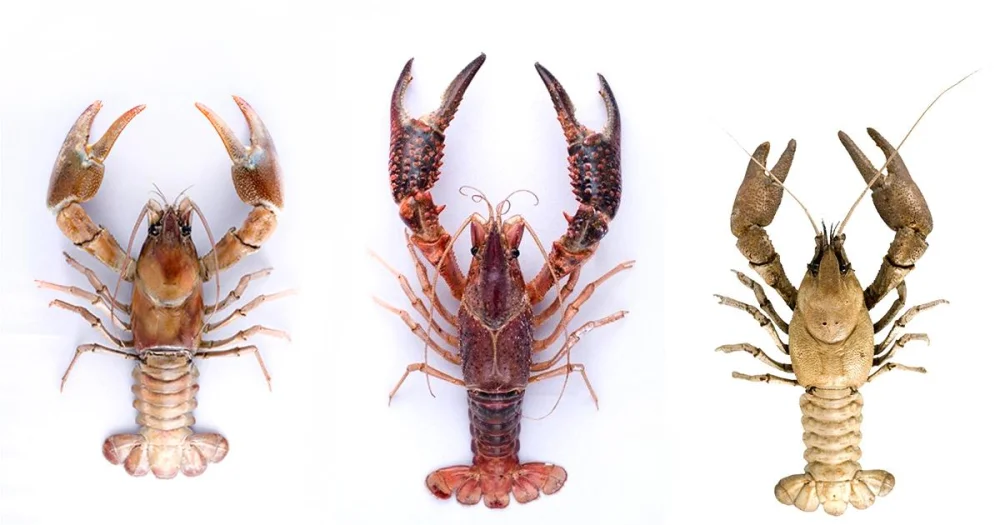 Diferencia entre cangrejo de río y langosta