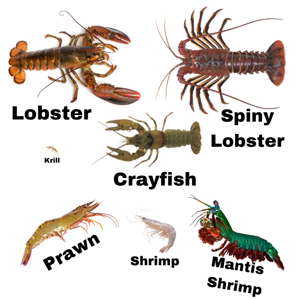 Diferencia entre cangrejos de río y camarones
