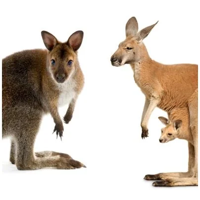 Diferencia entre canguro y ualabí