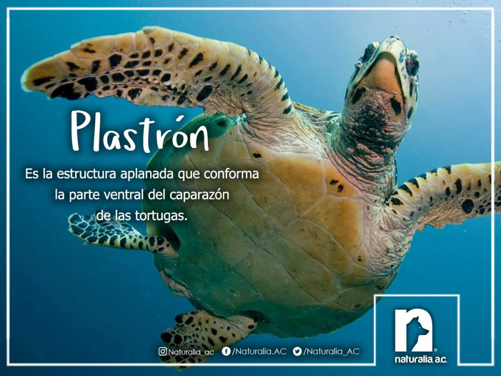 Diferencia entre caparazón y plastrón