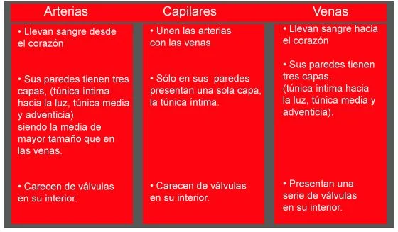 Diferencia entre capilares y venas