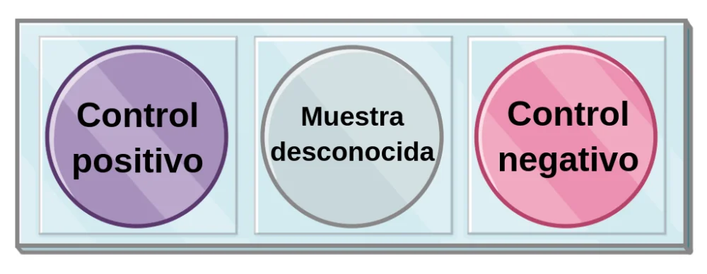 Diferencia entre control positivo y negativo