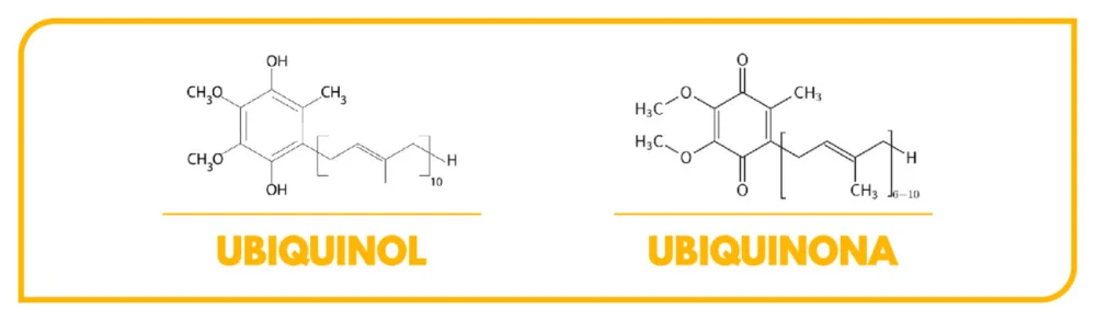 Diferencia entre CoQ10 y ubiquinol