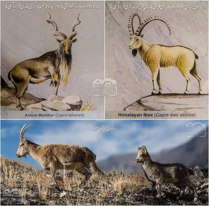 Diferencia entre el markhor y el íbice