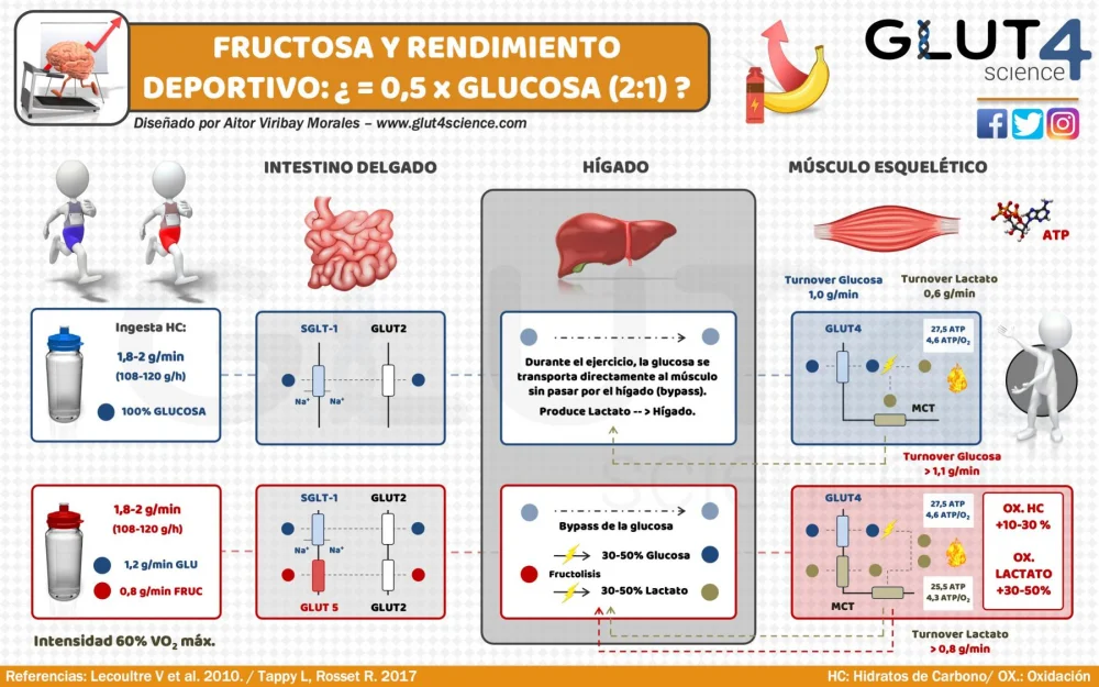 Diferencia entre el metabolismo de la glucosa y la fructosa