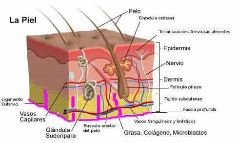 Diferencia entre epidermis y epitelio
